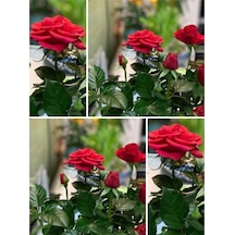 Minyatür Gül Pembe Renkli 25 45 Cm 1 Adet Saksılı Hediyelik Aşılı Gül Miniature Red Rose