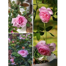 Videolu Yediveren Pembe Renkli 30 50 Cm 3 Adet Tüplü Aşılı Gül Fidanı Pink Rose