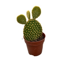 Opuntia Microdasys 'pallida' Kaktüs Ø8,5 Cm Y10-15 Cm