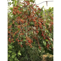 4yaş Yediveren Avustralya Dut Fidanı Tüplü Üzeri Meyveli