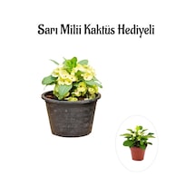 Sarı Çiçekli Milli Dikenler Tacı Sevgililer Gününe Özel Sarı Milii Kaktüs Hediyeli