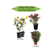 Bahçe Peyzaj Seti 2 Adet Alev Çalsı+ 2 Adet Pembe Ve Kırmzı Zakkum Çiçeği