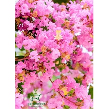 Pembe Renk Oya Ağacı Bitkisi 1 Adet Saksılı 30-60cm Çiçekli Bahçe Bitkisi