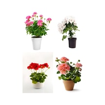 Videolu Özel Seri Sardunya 20 40 Cm 4 Adet Saksılı Çiçekli Bodur Bitki Pelargonium