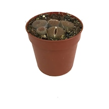 Lithops Mix (Taş Kaktüs) Ø5,5 CM Y0-10 CM