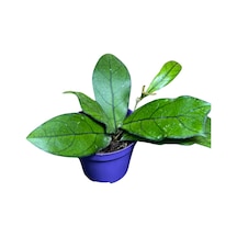 Hoya Crassipetiolata Mum Çiçeği