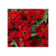 Zinnia Çiçeği Tohumu - Mini Çiçekli, Kirli Hanım, Kırmızı - 5 Adet