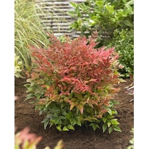 "nandina Fidanı - Cennet Bambusu, 2 Yıllık, Dayanıklı Ve Gösteriş