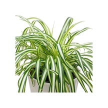 Yeşil Kurdele Çiçeği Chlorophytum Comosum 30 40cm Boyunda 14cm Saksıda Hava Temizleyen Çiçek