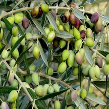 Tüplü Tam Bodur Koroneiki Zeytin Fidanı Meyve Verme Durumunda