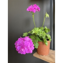 Nura Botanik Sakız Çiçeği Rengi Koyu Pembedir. Boyutu 10 Cm / 15 Cm Dir.