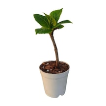 Mini Ortanca Çiçeği 5-10 Cm 1 Adet Saksılı, Btsnn30032431 Diğer