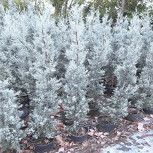 Mavi Selvi Cupressus Arizonica 200cm