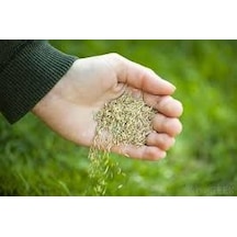 6 Lı Karışım Çim Tohumu 5 KG Yeşil Çim Tohumu Çim Tohum