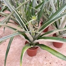 Ananas Bitkisi Üzeri Meyveli