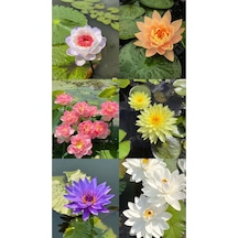 12 Adet Lotus Çiçeği Tohumu Nilüfer Çiçeği Karışık Renkli  Lotus Su Ve Toprakta Yetişir