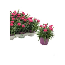 Yeni Sezon Dolgun Çiçekli Karanfil Çiçeği Pembe Renk 1 Adet Saksılı 15-25cm