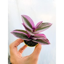 1 Adet Sardunya Çiçeği+ 1 Adet Telgraf Çiçeği Fidanı İkili Set