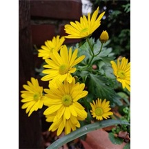 Renkli Yaz Papatyası Çiçekli 20 35 Cm 2 Adet Saksıda Leucanthemum
