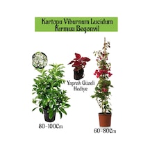 Kartopu Viburnum 1 Adet+kırmızı Begonvil 1 Adet+yaprak Güzeli Hediye Bahçe Bitkisi
