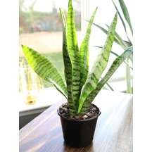 Yeşil Kılıç - Paşa Kılıcı Dolgun Formlu İç Mekan Çiçeği 20-40 Cm