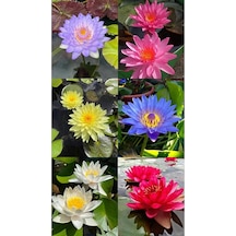 15 Adet Lotus Çiçeği Tohumu Nilüfer Çiçeği Karışık Renkli Orjinal Lotus Su Ve Toprakta Yetişir