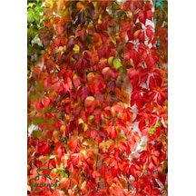 Renk Değiştiren Amerikansarmaşığı 45-60cm Saksılı/tüplü Peyzaj Bitkisi