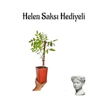 Mor Salkım Çiçeği Fidanı Sevgililer Gününe Özel Helen Saksı Hediyeli