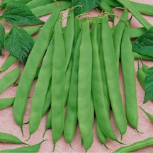 Ayşe Sırık 4f89 Fasulye Tohumu 25 Gram