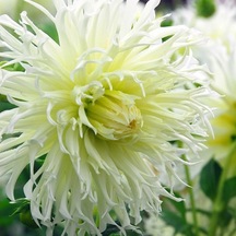 Dev Çiçekli White Lace Dahlia Yıldız Çiçeği Yumrusu 1  Adet