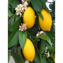 Videolu Mis Kokulu 1 Adet Yediveren Limon Fidanı 80-100cm Saksılı Lemon Sapling