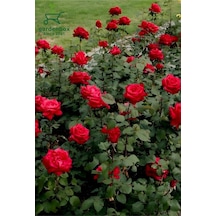 Kırmızı Gül Fidanı Yediveren Salon Gülü 20-40cm White Rose
