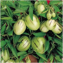 Saksıda Pepino Fidan Paketi 5 Adet