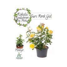 Yediveren Sarı Renk Gül Fidanı 1 Adet Saksılı 30-60cm+ Yeşim Çiçeği