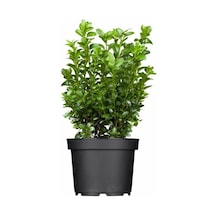 Tüplü Şimşir Buxus Sempervirens Fidanı 30-40 Cm