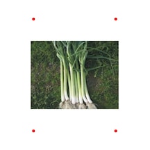 Uzunbilek Pırasa Tohumu - 10 Gr