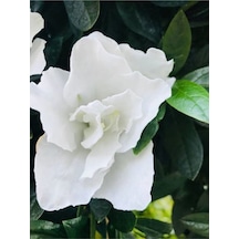Videolu 1 Adet Hediyelik Mis Kokulu Gardenya Çiçeği 25-35 Cm Saksılı Iç Mekan Gardenia