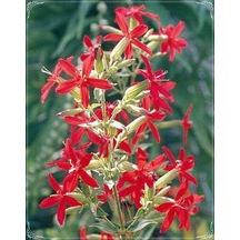 10 Adet Rare Red Hat Silene Transplant Tohumu