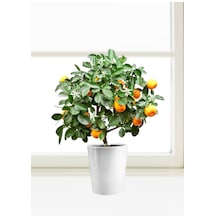 Bodur Bonsai Mandalina Ağacı Tohumu Mandalin Ağacı Tohumu 5 Adet Tohum..