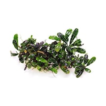 Bucephalandra Vampire Saksı Canlı Bitki