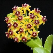 Mum Çiçeği Özel Renk 2. 1. Kalite Özel Ürün 15 20 Cm