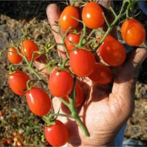 25 Adet Tohum Organik Köy Cherry Çeri Domates Tohumu Saksı Toprak Hediyemizdir
