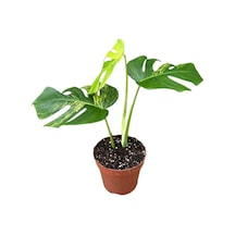 Monstera Deliciosa 'Aurea' (Deve Tabanı) Ø17 CM Y40-45 CM