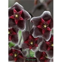 Özel Tür Bordo Renk Mum Çiçeği 10-20cm Hoya Carnosa