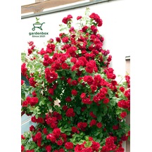 Kırmızı Sarmaşık Gül Fidanı 1 Adet Saksılı/tüplü 50-80cm Red Rose
