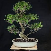 5 Adet Tohum Nadir Kurtbağrı Kurt Bağrı Bonsai Ağaç Tohumu Saksı