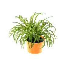 Gardenbox Kurdele Çiçeği Canlı