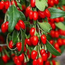 Soğuklara Dayanıklı İnstant Success Kırmızı Meyveli Goji Berry Fidanı Seneye Meyve