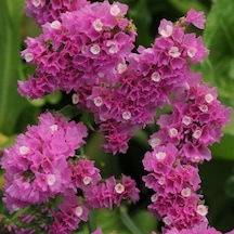 Limonium Sinuatum Deep Rose Deniz Lavantası Tohumu 30 Tohum