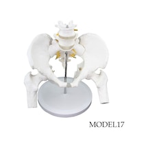 Femur Eklemli Pelvis Leğen Maketi Model 17